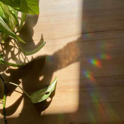 Spooky Boo...ks Pegatina atrapasol reutilizable para ventana Fantasma Halloween