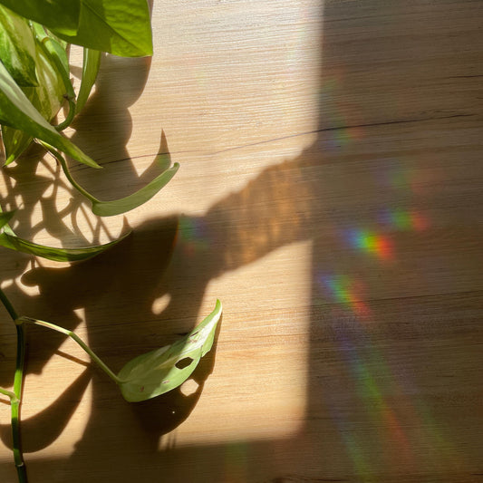 Spooky Boo...ks Pegatina atrapasol reutilizable para ventana Fantasma Halloween